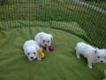 VENDO cuccioli maltese